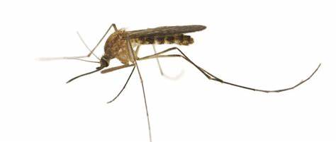 West Nile Mosquito 