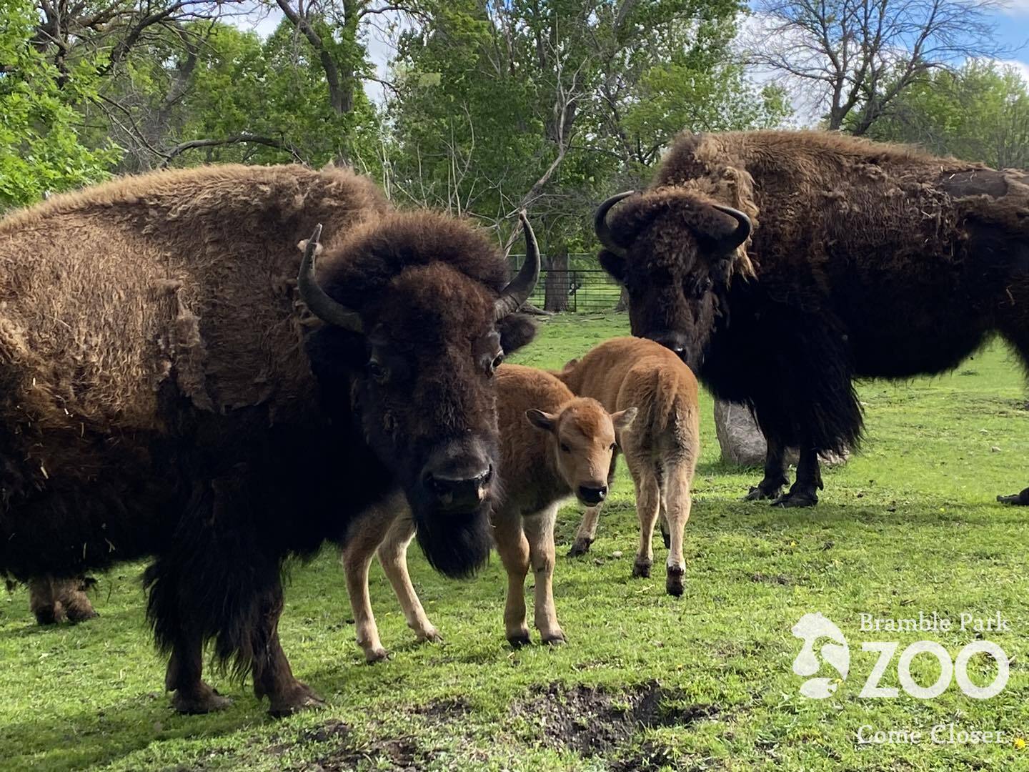 bison photo with calves 2024
