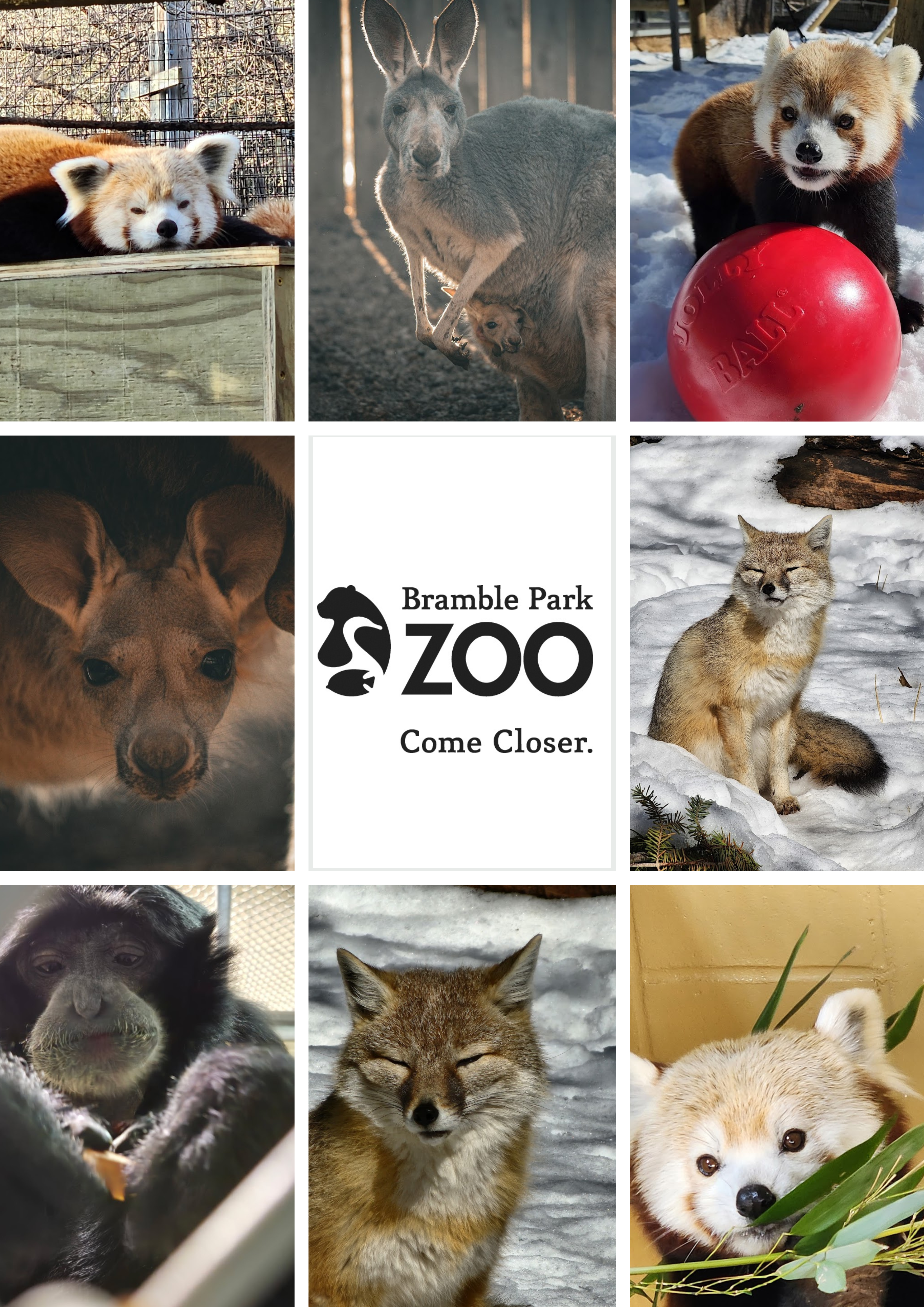 Zoo animals