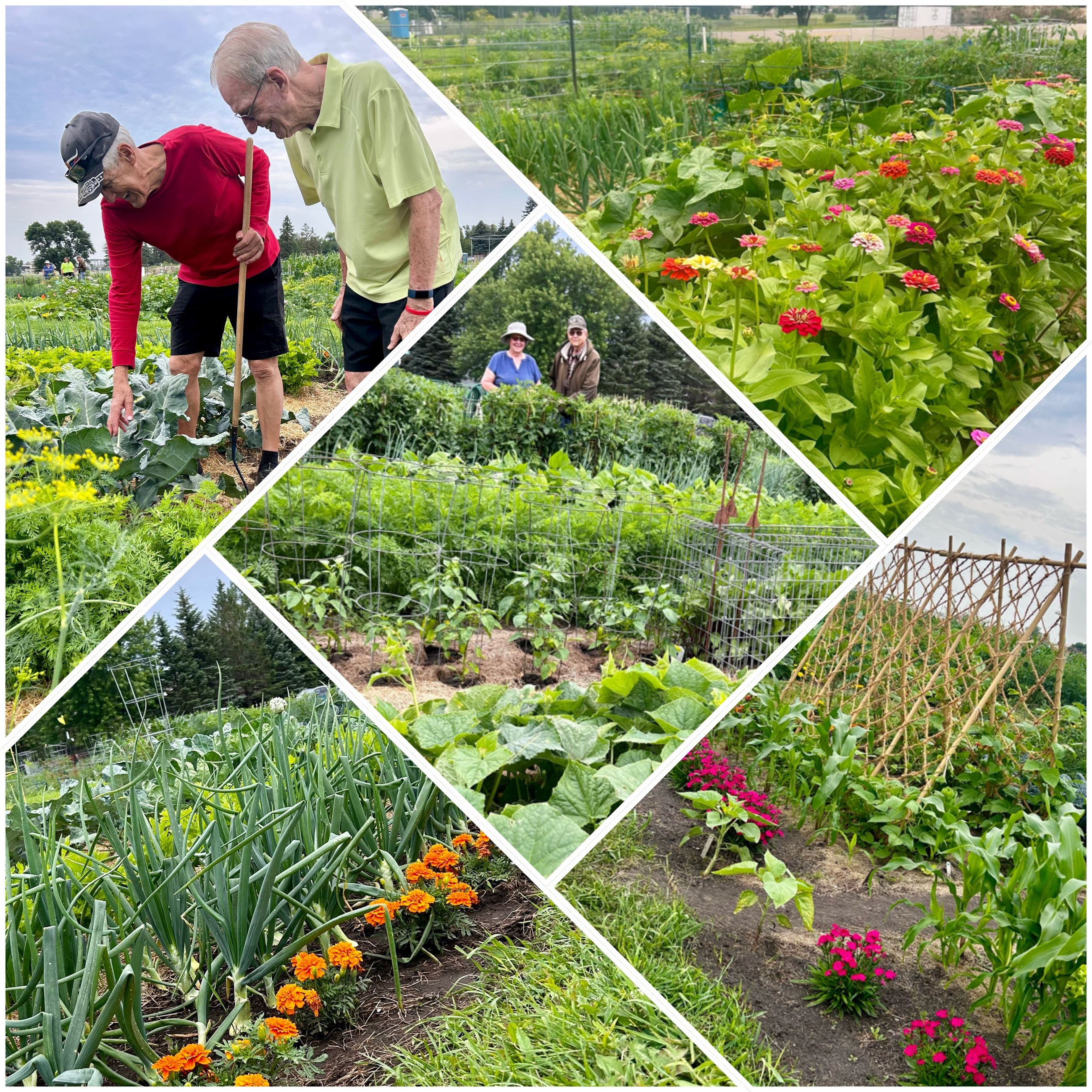 Community Gardens